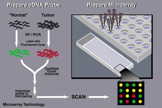 DNA微阵列技术简介 CD基因组学博客 欧宝娱乐官方网站